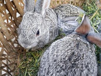 《龙腾世纪：恐狼》品质将有保证 Bioware所有员工都非常满意